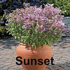 Agastache Arizona Sunset
