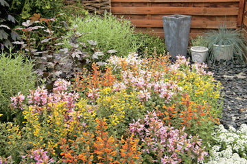 Agastache Arizona Mixture