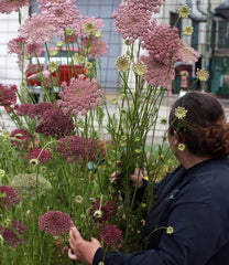 Daucus carota QIS Dara