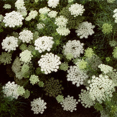 Ammi 'Green Mist'