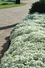 Alyssum Clear Crystal White MPLT