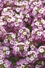 Alyssum Clear Crystal Lavender Shades CT