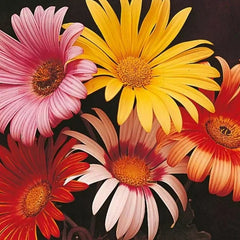 Dahlia Harlequin Mix CT