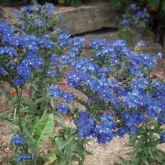 Anchusa capensis Blue Angel