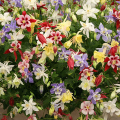 Aquilegia McKana Giants Mix