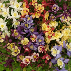 Aquilegia Earlybird Mix