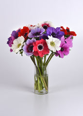 Anemone Mona Lisa Mixture