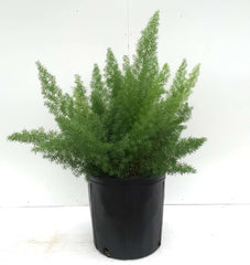 Asparagus meyerii