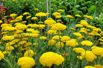 Achillea Cloth of Gold