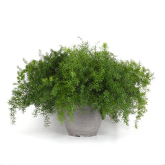 Asparagus sprengeri FuzzyFern Frizz