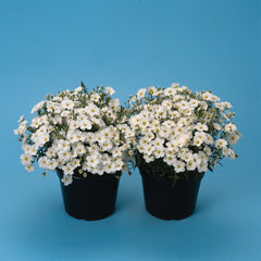 Arenaria montana