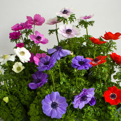 Anemone Harmony Mix