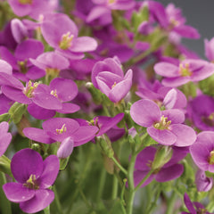Arabis Little Treasure Deep Rose