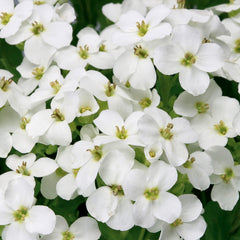 Arabis Little Treasure White