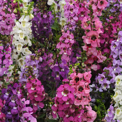 Angelonia Serenita Mix PLT