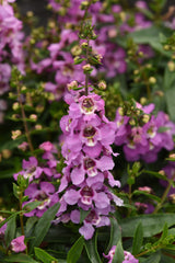 Angelonia Serenita Lavender PLT