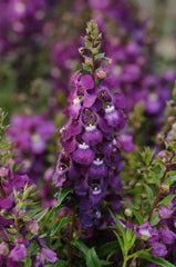 Angelonia Serenita Purple PLT