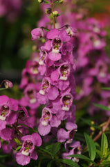Angelonia Serenita Raspberry PLT