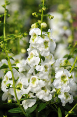Angelonia Serenita White PLT