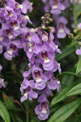 Angelonia Serenita Sky Blue PLT