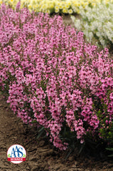 Angelonia Serenita Pink PLT