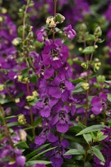 Angelonia Serena Purple