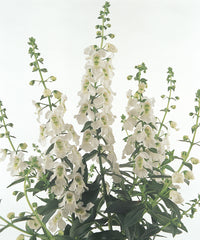 Angelonia Serena White PLT