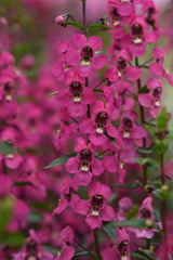 Angelonia Serena Rose PLT