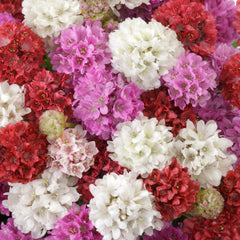 Armeria Ballerina Mix