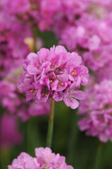 Armeria Ballerina Lilac