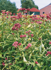 Asclepias Soulmate