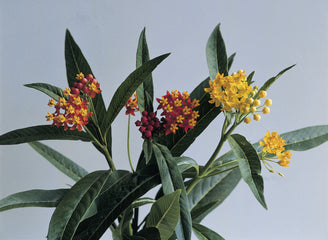 Asclepias Silky Deep Red