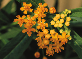 Asclepias Silky Gold