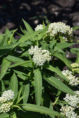 Asclepias Milkmaid