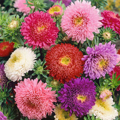 Aster Powderpuffs Mix