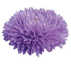 Aster Gala Blue