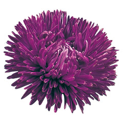 Aster Gala Purple