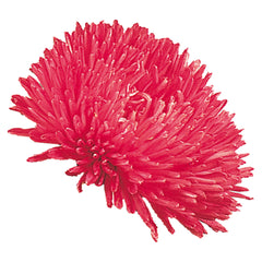 Aster Gala Scarlet