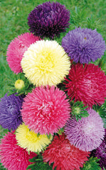 Aster Gala Mix