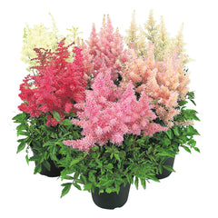 Astilbe Showstar Mixture