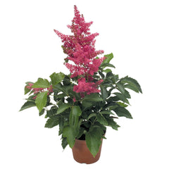 Astilbe Astary Rose