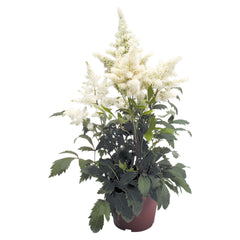 Astilbe Astary White