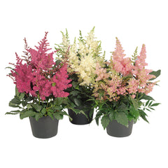 Astilbe Astary Mix