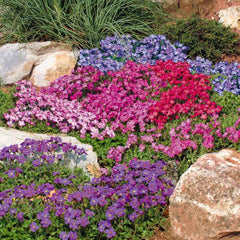 Aubrieta Cascade Mixture