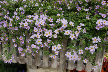 Bacopa Blutopia MPLT