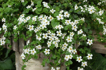Bacopa Snowtopia MPLT
