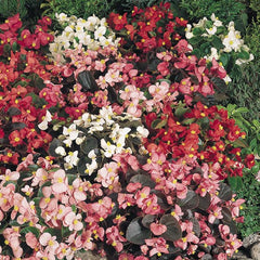 Begonia Organdy Mix PLT