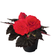 Begonia NonStop Mocca Cherry PLT