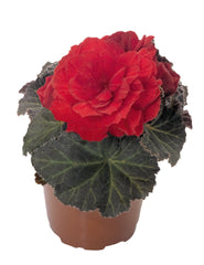 Begonia Nonstop Mocca Scarlet PLT