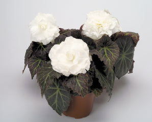 Begonia Nonstop Mocca White PLT